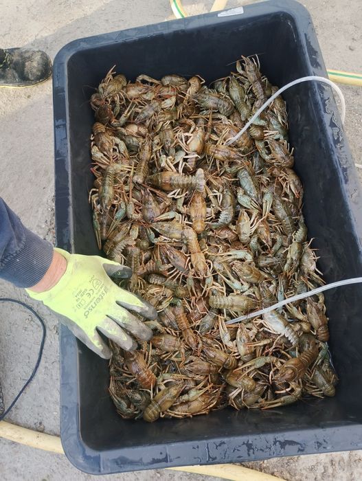 Продавам живи езерни рац6 раци