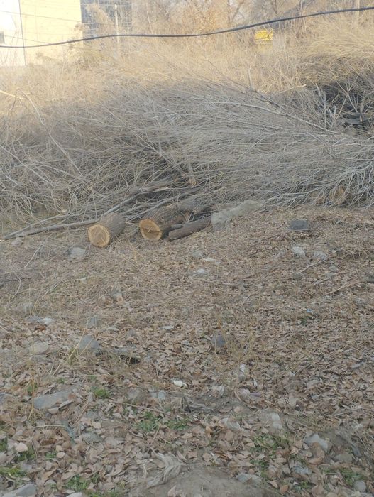 Продам дрова карагача