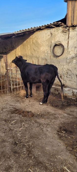 Бокилайкон гуножин сотилади 1 корин