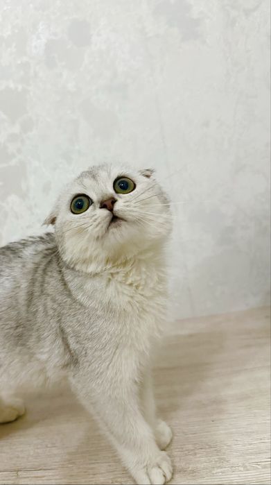 Toza zotli latok biladi 2 oylik òğil bola faqat yaxshi qaraydiganlaga