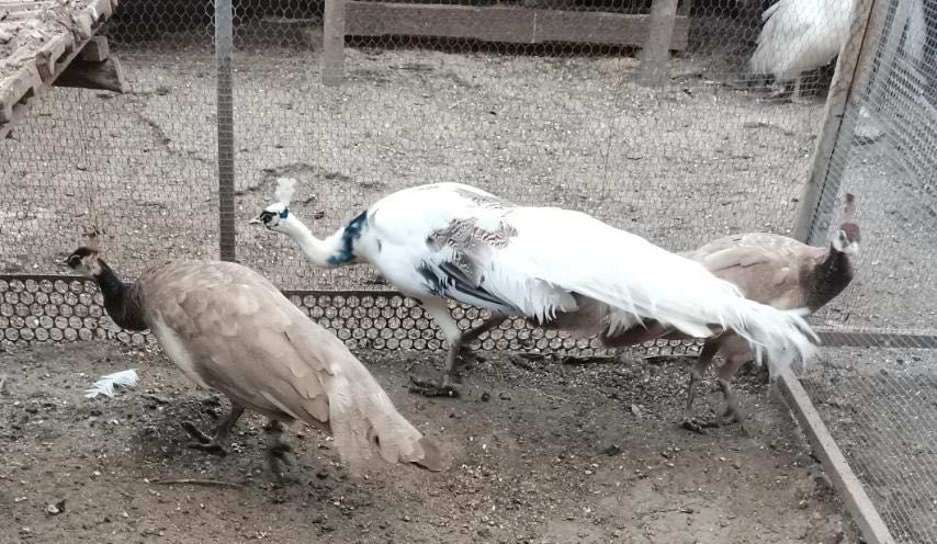 Тригодишни пауни