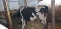Vând vacă Holstein