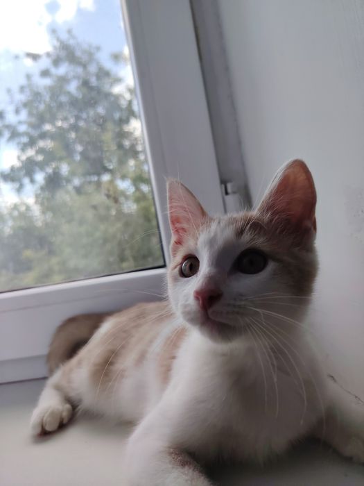 Котёнок порода мейнкун