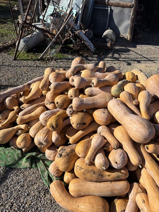 Продавам тиква цигулка