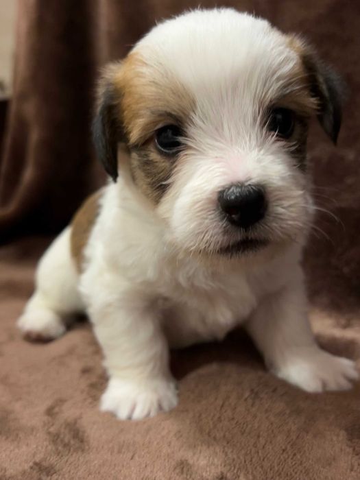 catei iubitori care isi cauta stapan