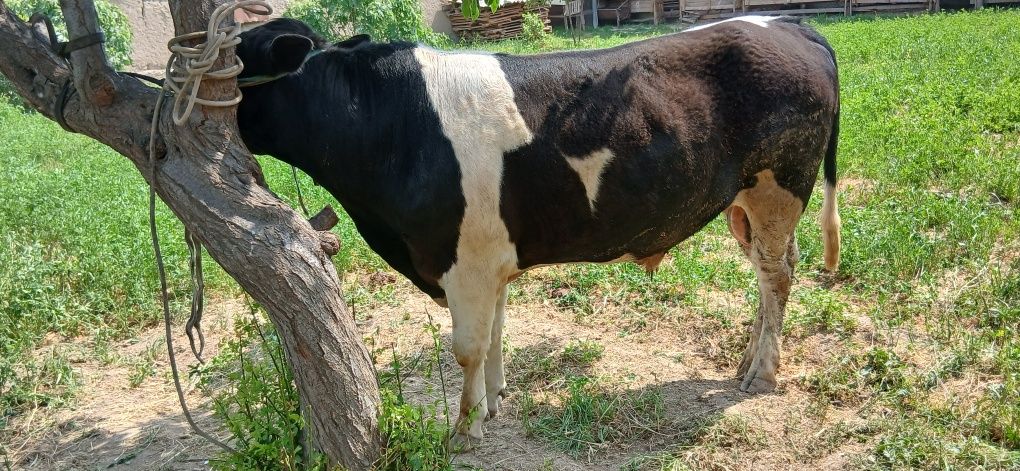 Gibrid sifatli sog'lom  buqala sotiladi
