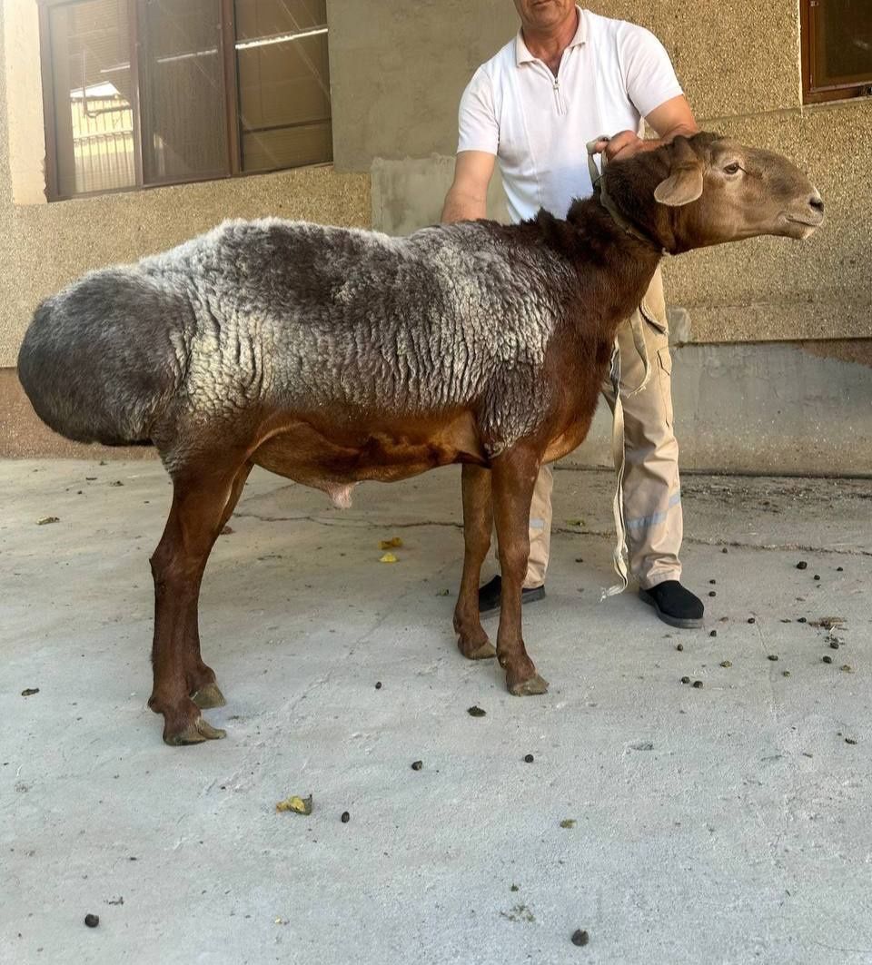 Arashan qo‘chqor