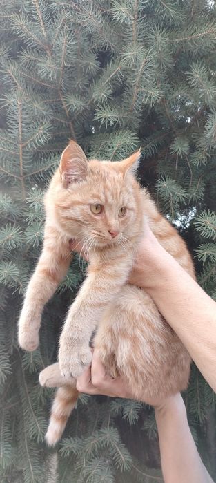 Отдам рыжего котика в добрые руки