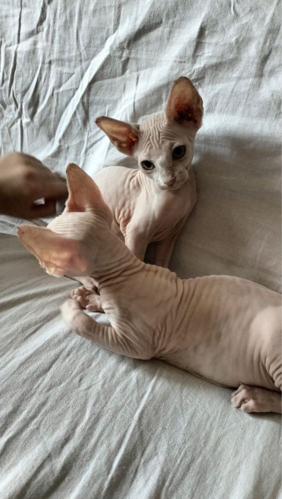 Продаются котята Сфинкс