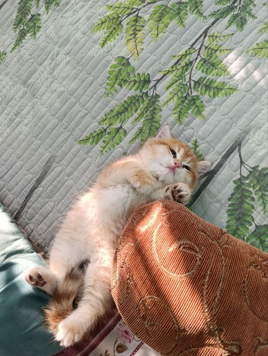 Продается котенок