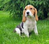 Pui de rasa beagle