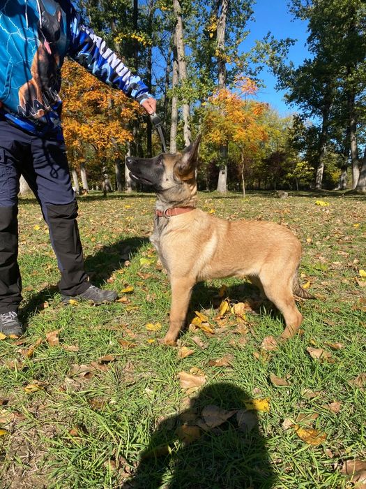 Ciobănesc Belgian Malinois