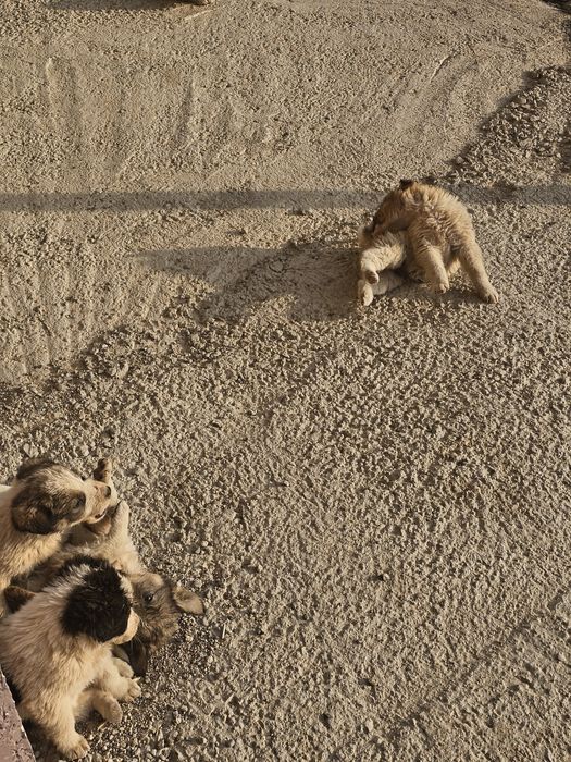 Щенки БЕСПЛАТНО заберите