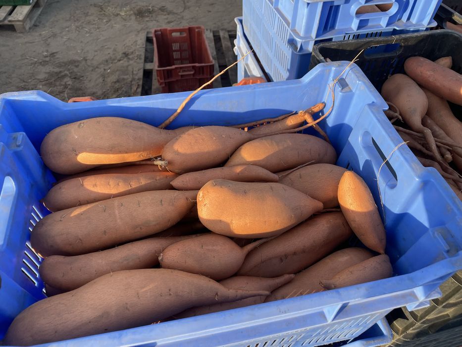 Cartofi dulci si castane