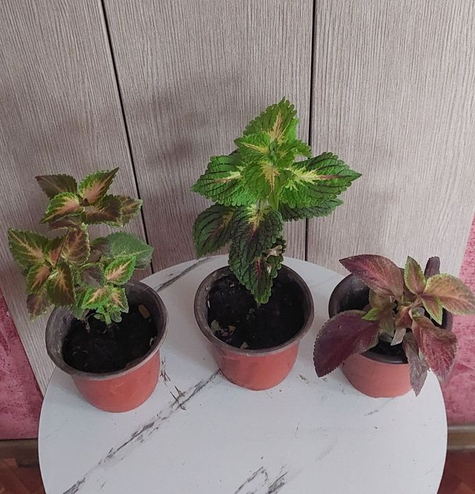 Продам Аглаонему, Калатею, Фиттонию, Юкку