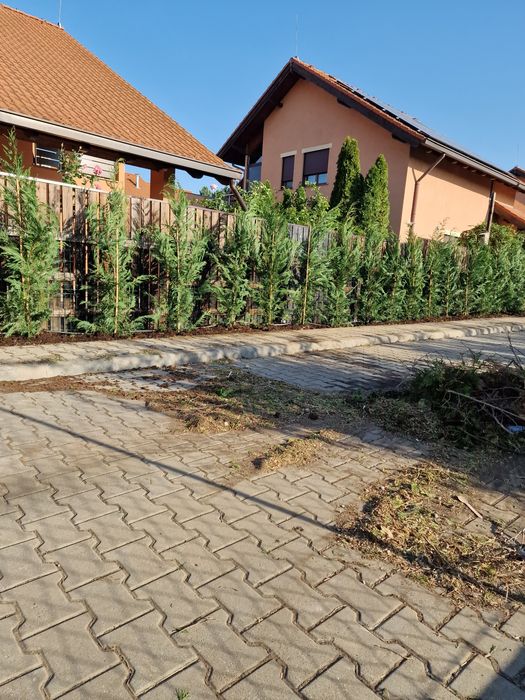 Plante ornamentale de  orice fel de specie