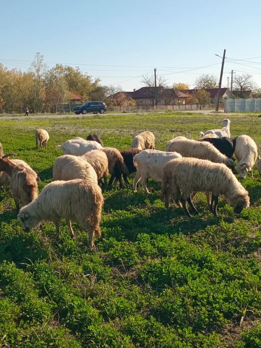 Vand 24 de oi si 10 capre