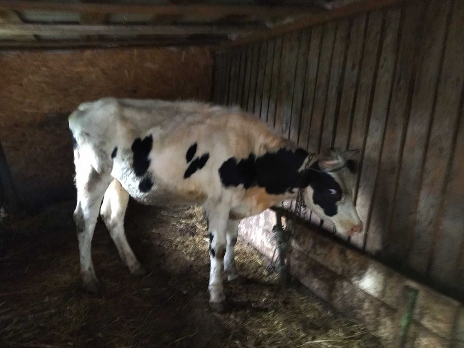 Vând vaci gestante cu o producție foarte buna de lapte și o junica