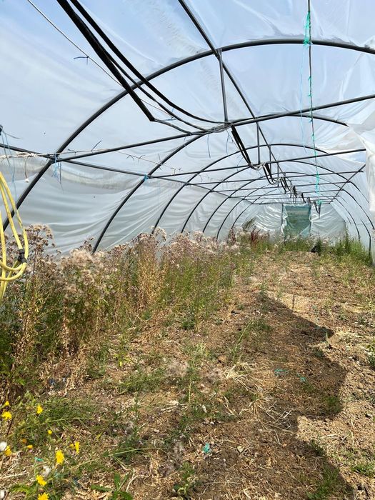 Solar 100 MP 5 pe 20