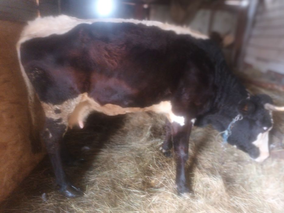 Vind vaca de7an de tinut e buna blinda 9l lapte montata in8 sept,și o