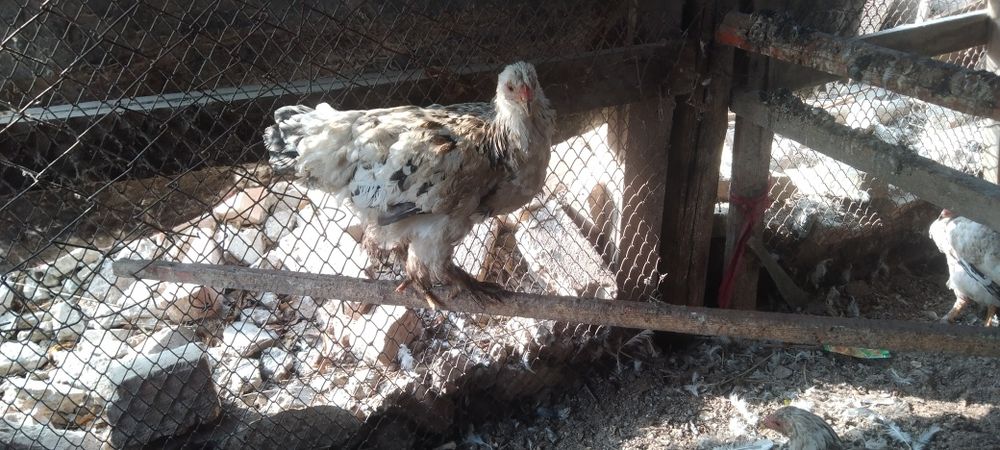 Сатыладыыыыыыыыы