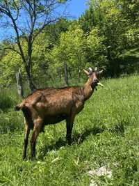 Capra de vanzare