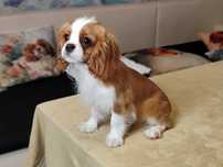 Cavalier King Charles Spaniel cu teste de sanatate din campioni