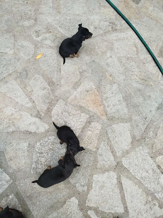 Малки пинчерчета