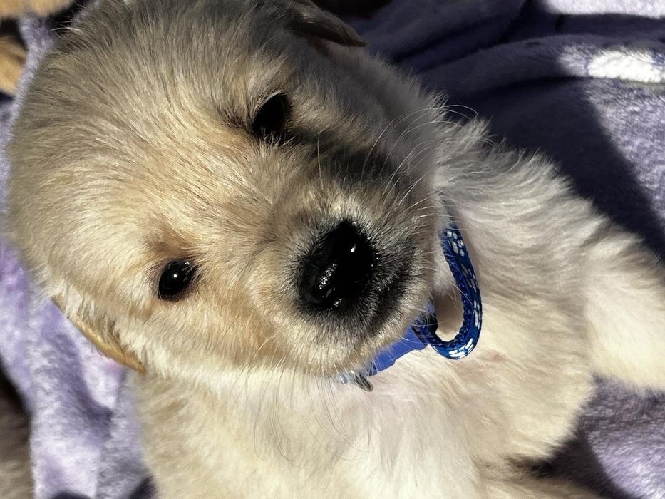 Чистокръвни голдън ретривър бебета,супер подарък за Коледа ,рожден ден