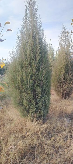 Маржавинка и галубой кепарист