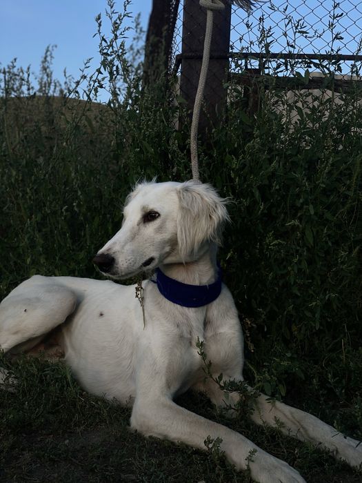 Өскемен Тазы 2,5 жасар