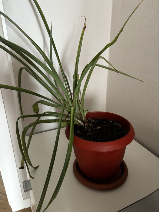 цветок живой