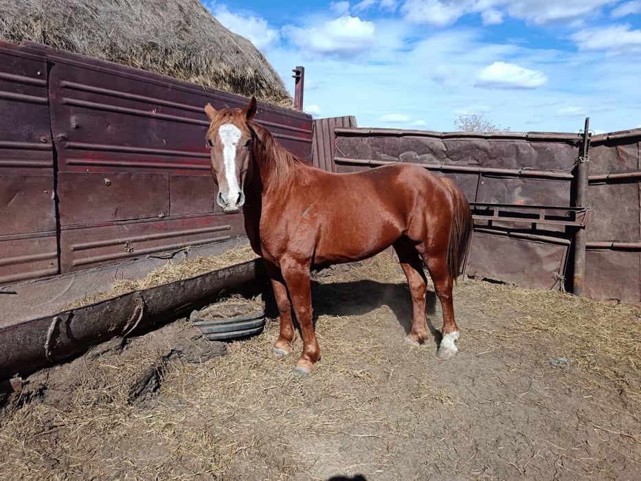 Продам жеребца, 6 лет