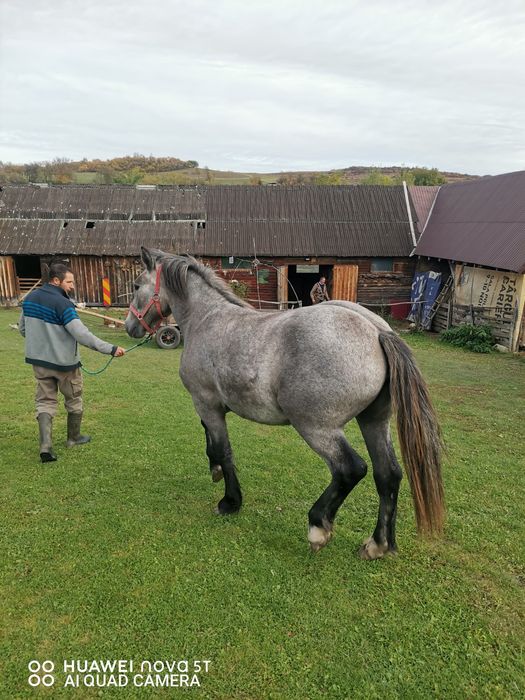 Vand manza sura de 1 an jumate