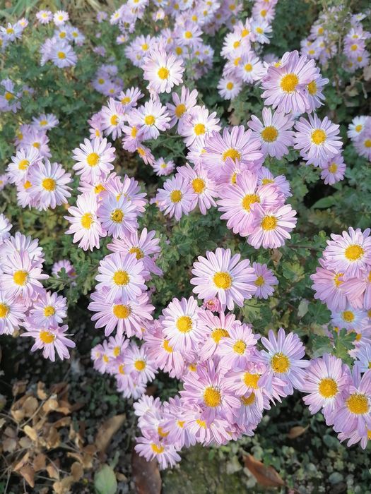 Хризантема кустовая ромашка розовая корейская