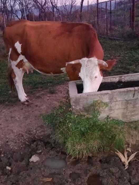 De vânzare 5 vaci Bălțate Românești