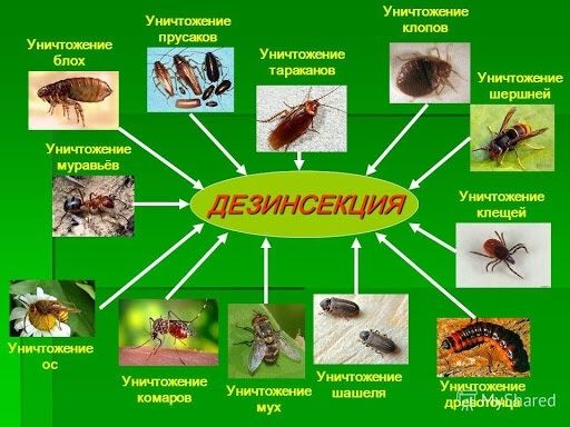 Дезинфекция Уничтожаем клопов тараканов и др насекомых