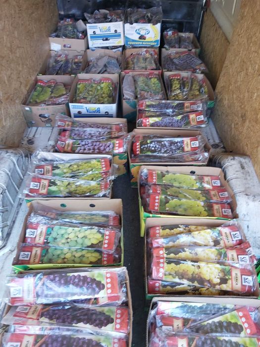 butasi de fructe de padure ambalati si etichetati