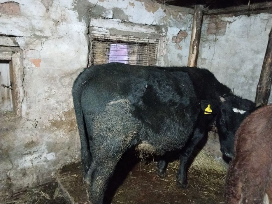 Продам бычка год