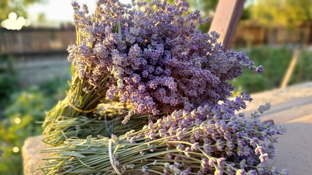 Lavanda (apa florala si plante)