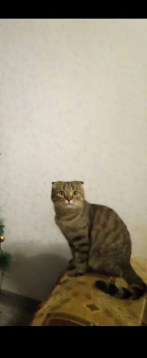 Отдам кошку в хорошие руки
