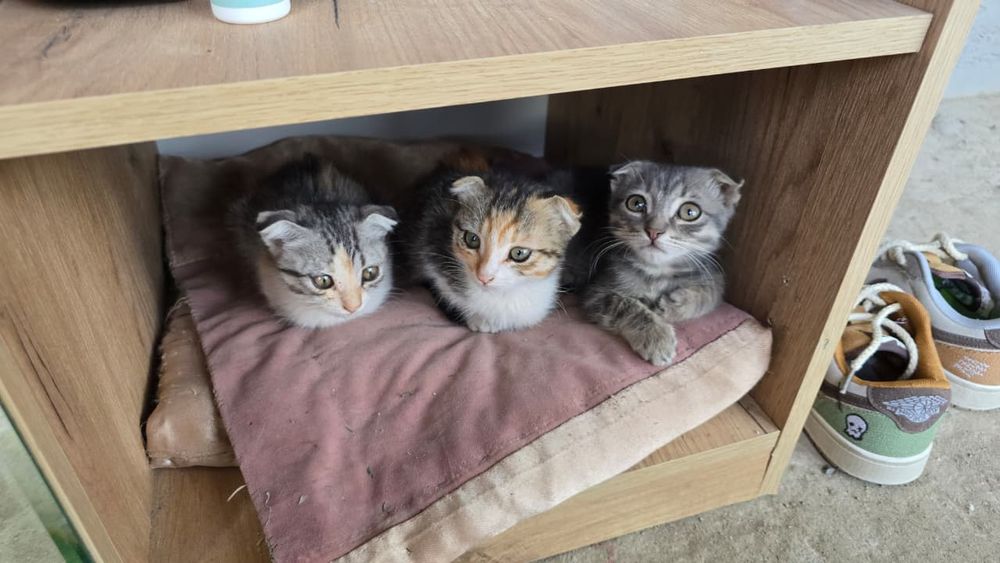 Отдам даром котят милые красивые шустрый котят