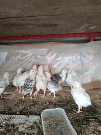 Подрощенные цыплята домашние 3 недели