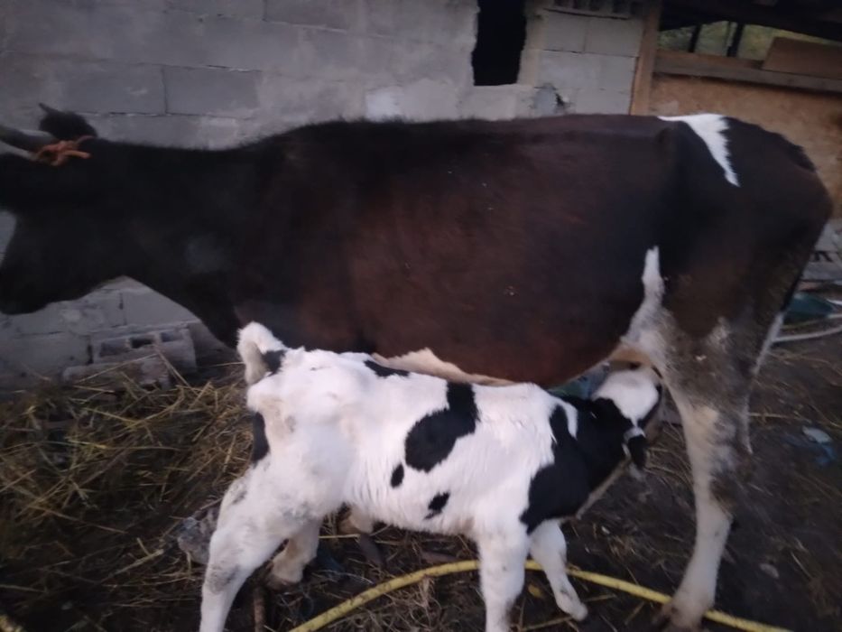 Vaca prima fătare cu vițel de 3 săptămâni