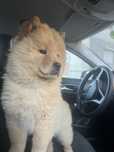 Chow chow 6 lunii