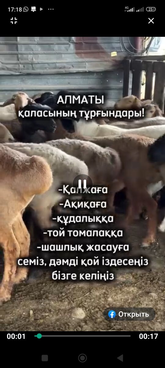 Кой Бараны 24/7   Имеется быстрый доставка бесплатно