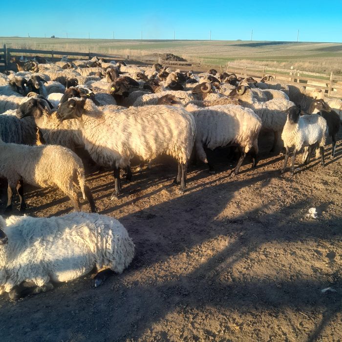 Vând 80 de oii carabase de teleorman