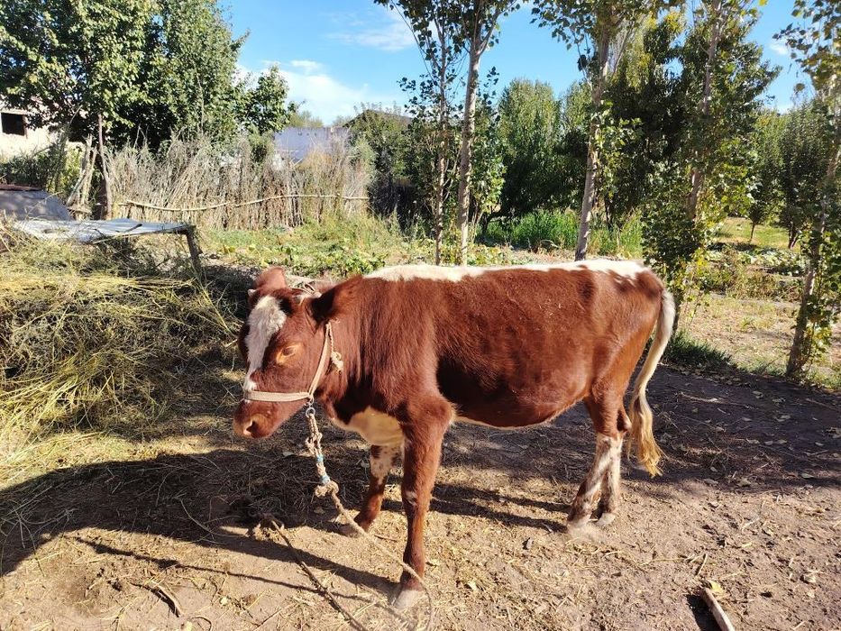 Кашар баспак сатылады