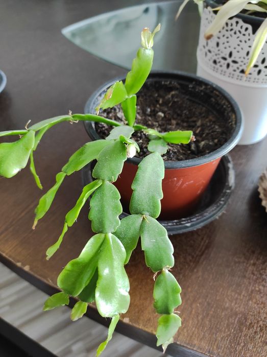 Vând diverse plante preturi încăpând de la 10 Ron cele mici