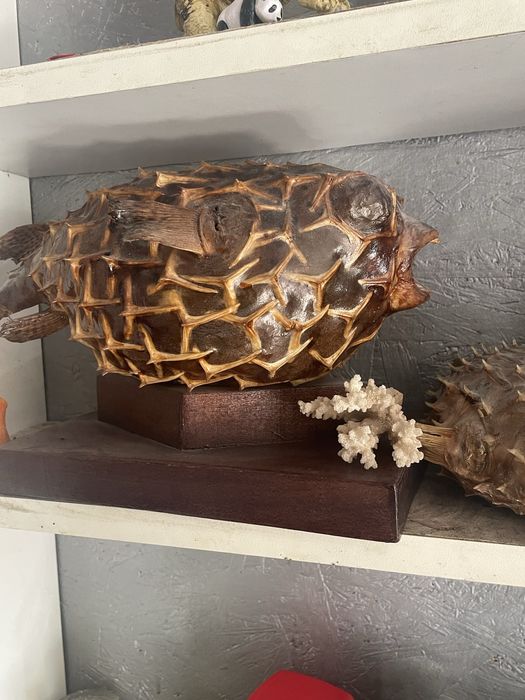 Pesti balon perfecti